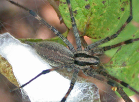 Agelenopsis pennsylvanica
